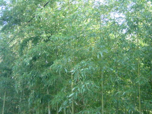 Dsc02403